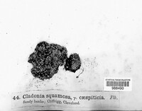 Cladonia squamosa image